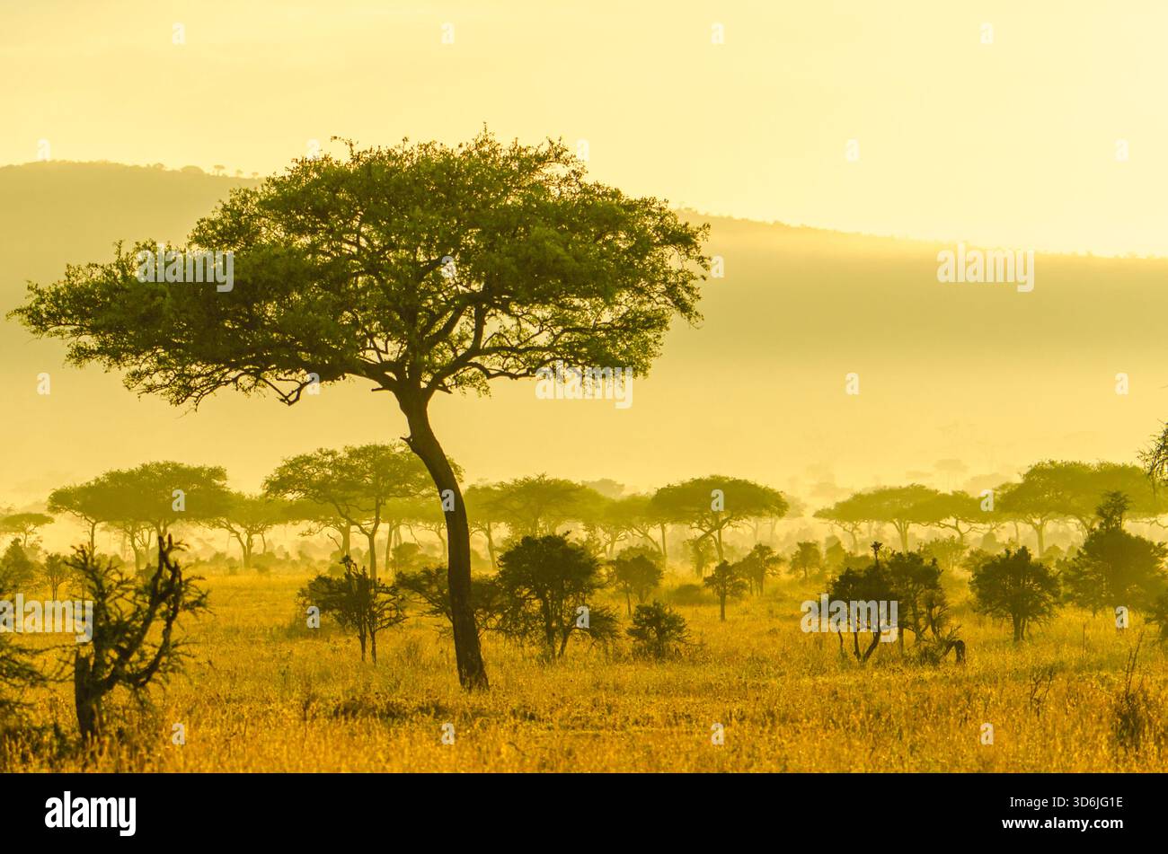 Typische Landschaft mit Akazienbäumen im frühen Morgenlicht in Tansania, Afrika Stockfoto