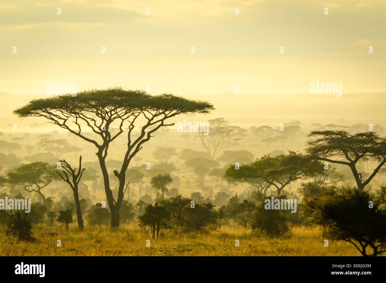 Typische Landschaft mit Akazienbäumen im frühen Morgenlicht in Tansania, Afrika Stockfoto