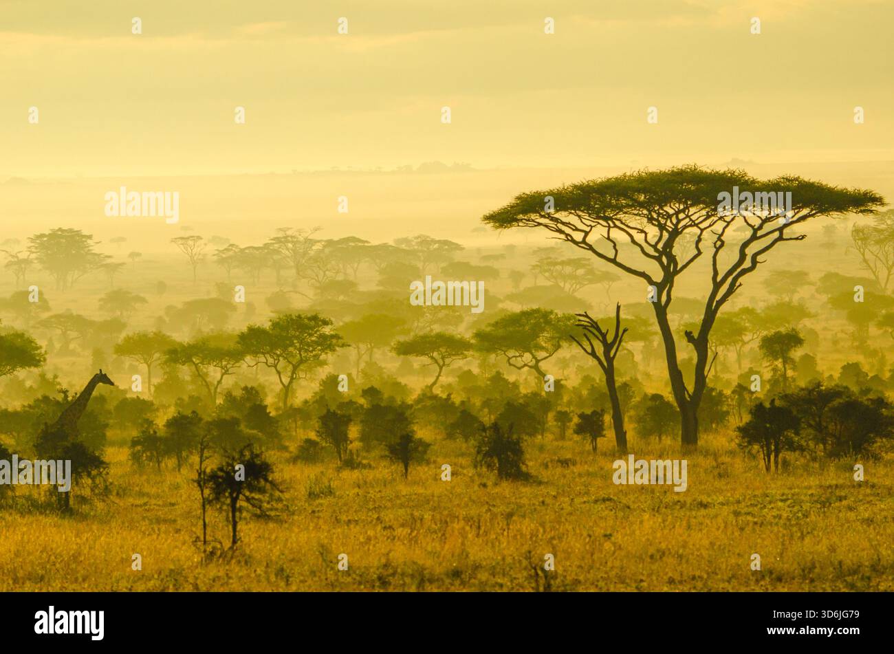 Typische Landschaft mit Akazienbäumen im frühen Morgenlicht in Tansania, Afrika Stockfoto