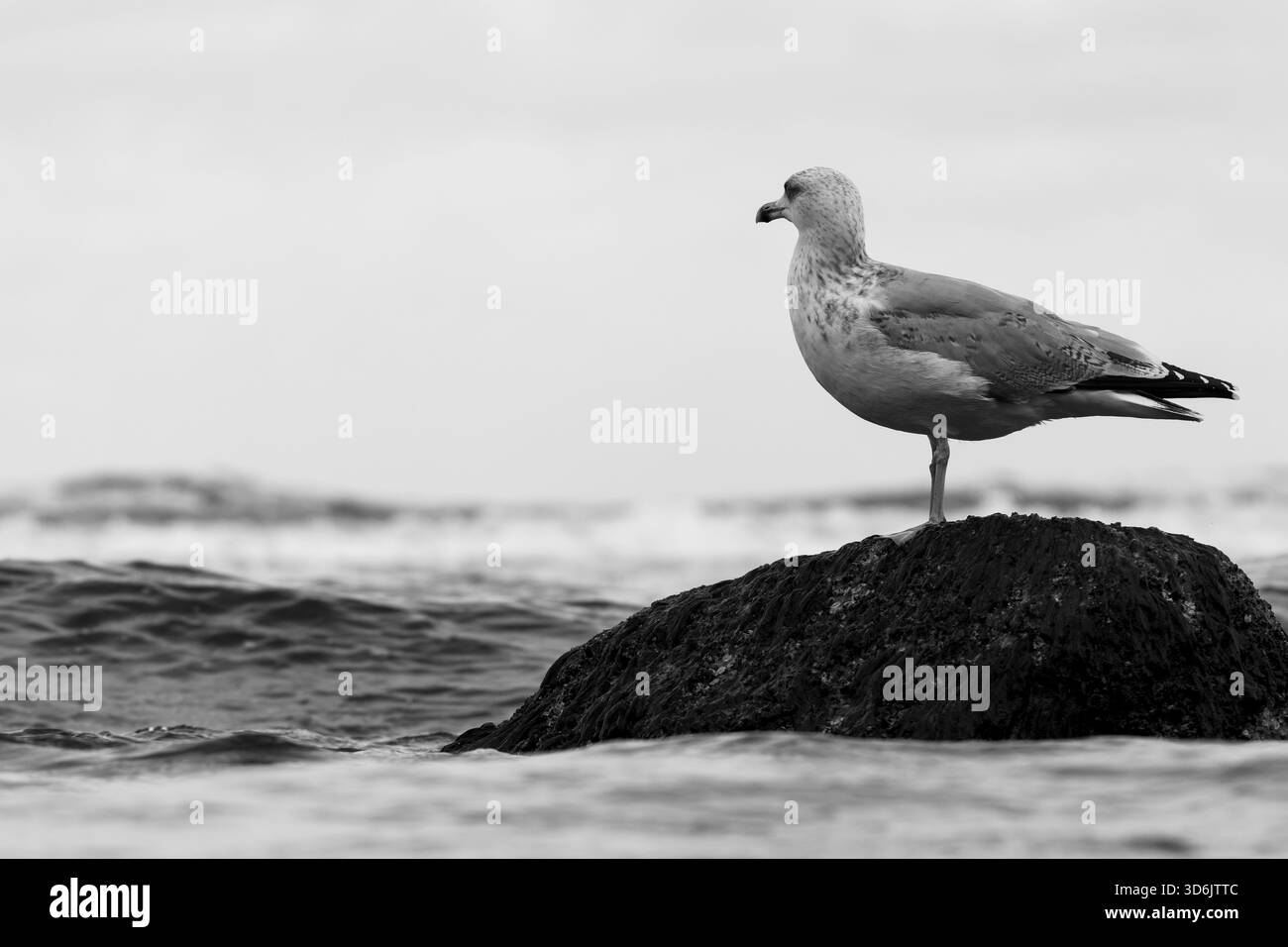 Ein detailliertes Foto einer Heringmöwe (Larus argentatus), die auf einem Felsen im Wasser steht, während sich die Wellen sanft um ihn herum bewegen. Das Bild hebt den hervor Stockfoto