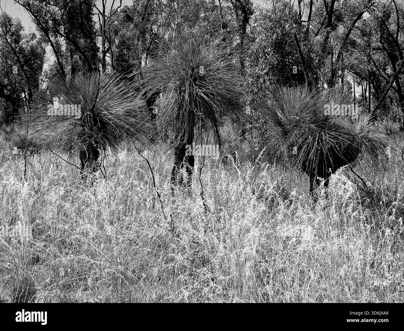 Xanthorrhoea australis, australischer Grasbaum, der im Buschland im Outback wächst. Stockfoto