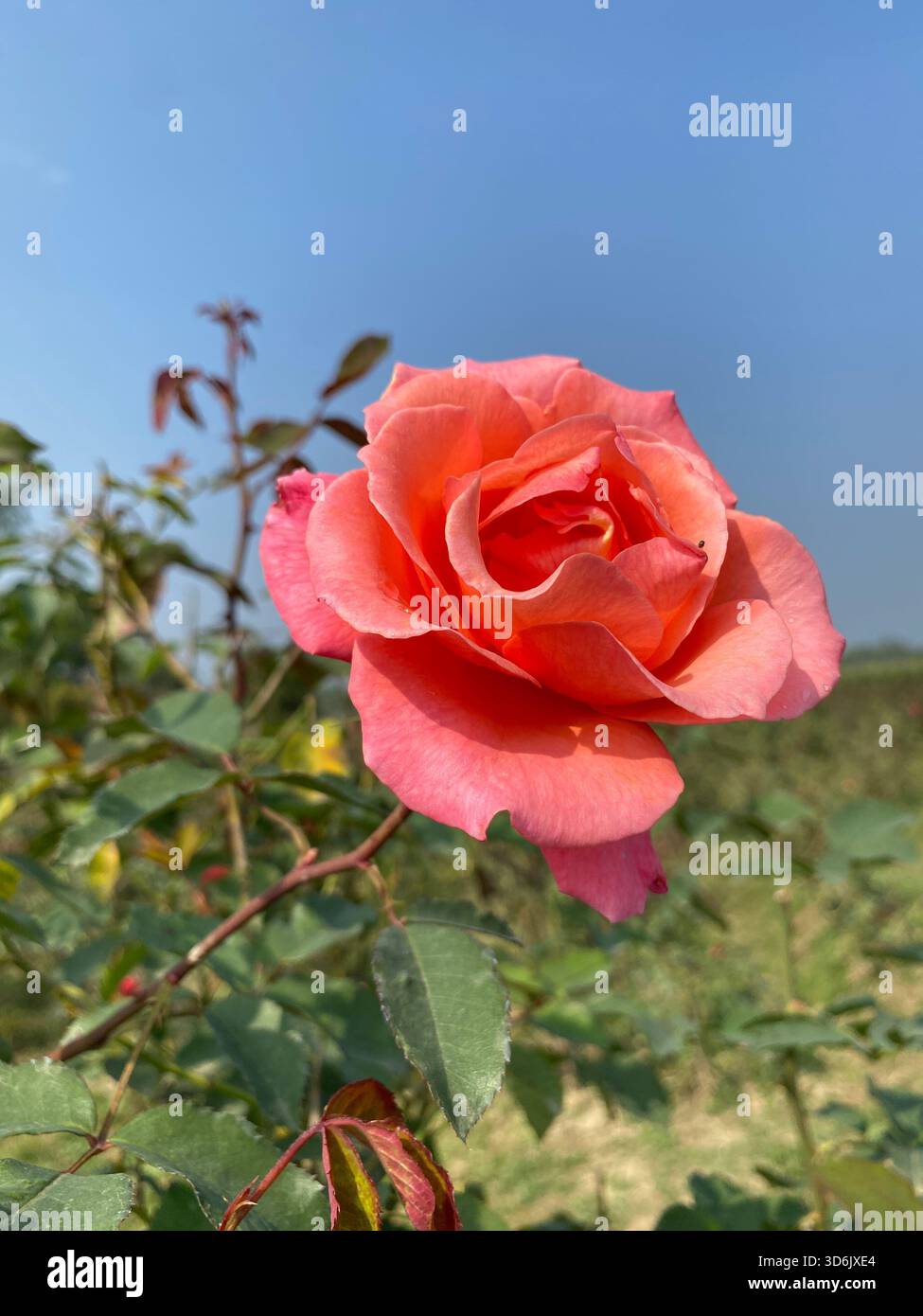 Rosa Rose - Symbol für Gnade, Eleganz und sanfte Zuneigung Stockfoto