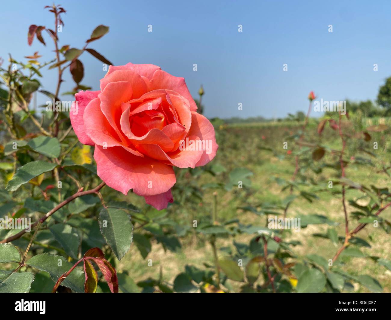 Rosa Rose - Symbol für Gnade, Eleganz und sanfte Zuneigung Stockfoto