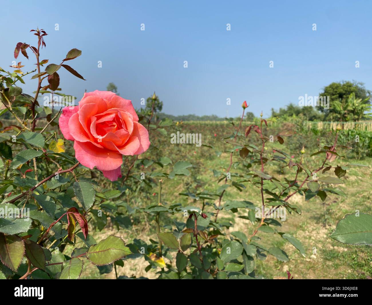 Rosa Rose - Symbol für Gnade, Eleganz und sanfte Zuneigung Stockfoto