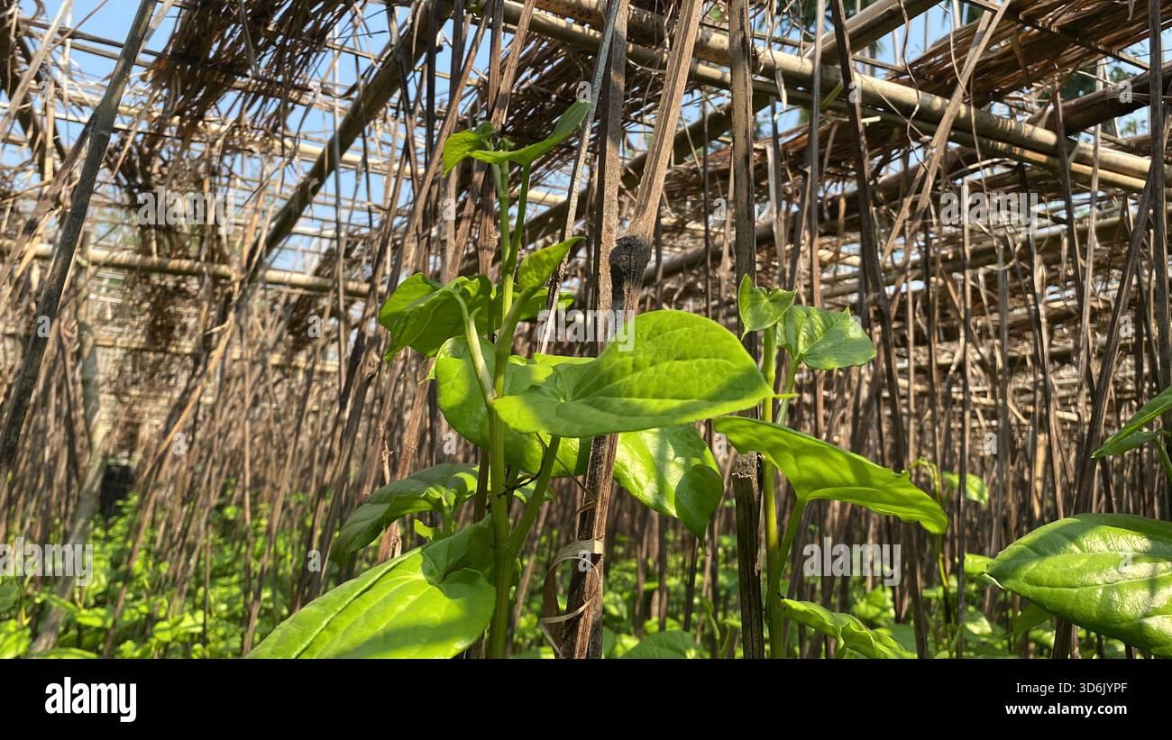 Betelblatt - aromatisches grünes Blatt der Tradition, Kultur und medizinischen Wert Stockfoto