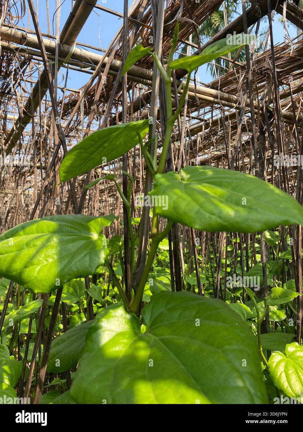 Betelblatt - aromatisches grünes Blatt der Tradition, Kultur und medizinischen Wert Stockfoto
