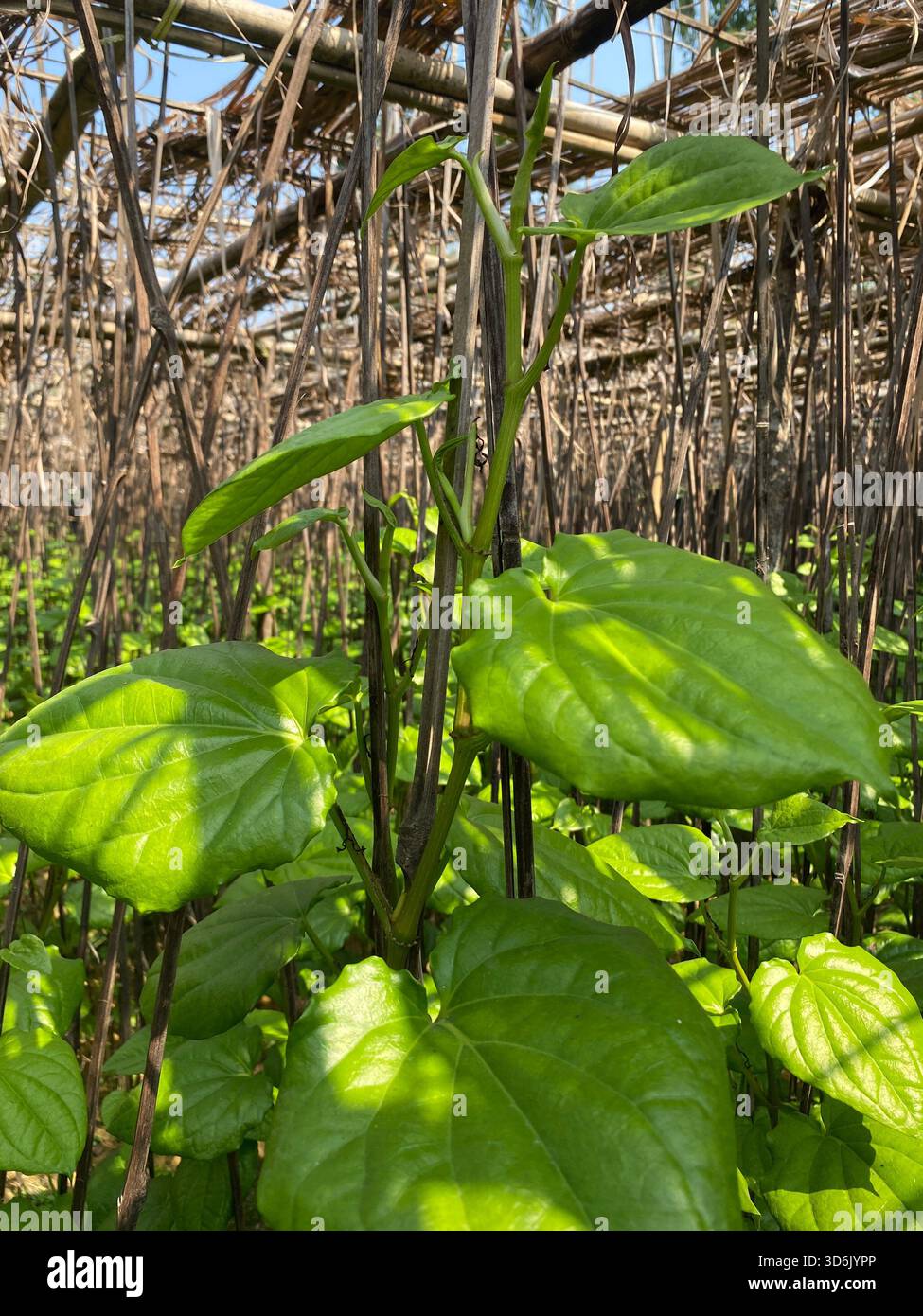 Betelblatt - aromatisches grünes Blatt der Tradition, Kultur und medizinischen Wert Stockfoto