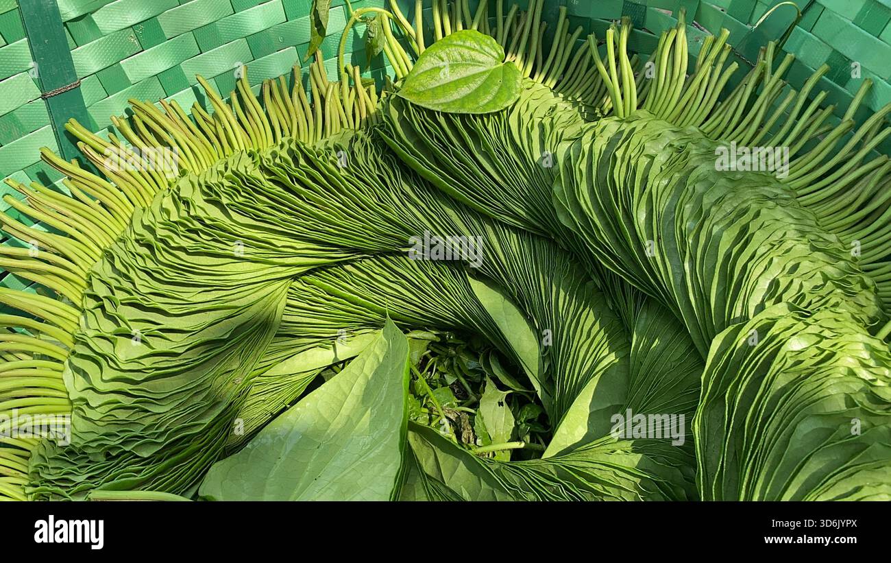 Betelblatt - aromatisches grünes Blatt der Tradition, Kultur und medizinischen Wert Stockfoto