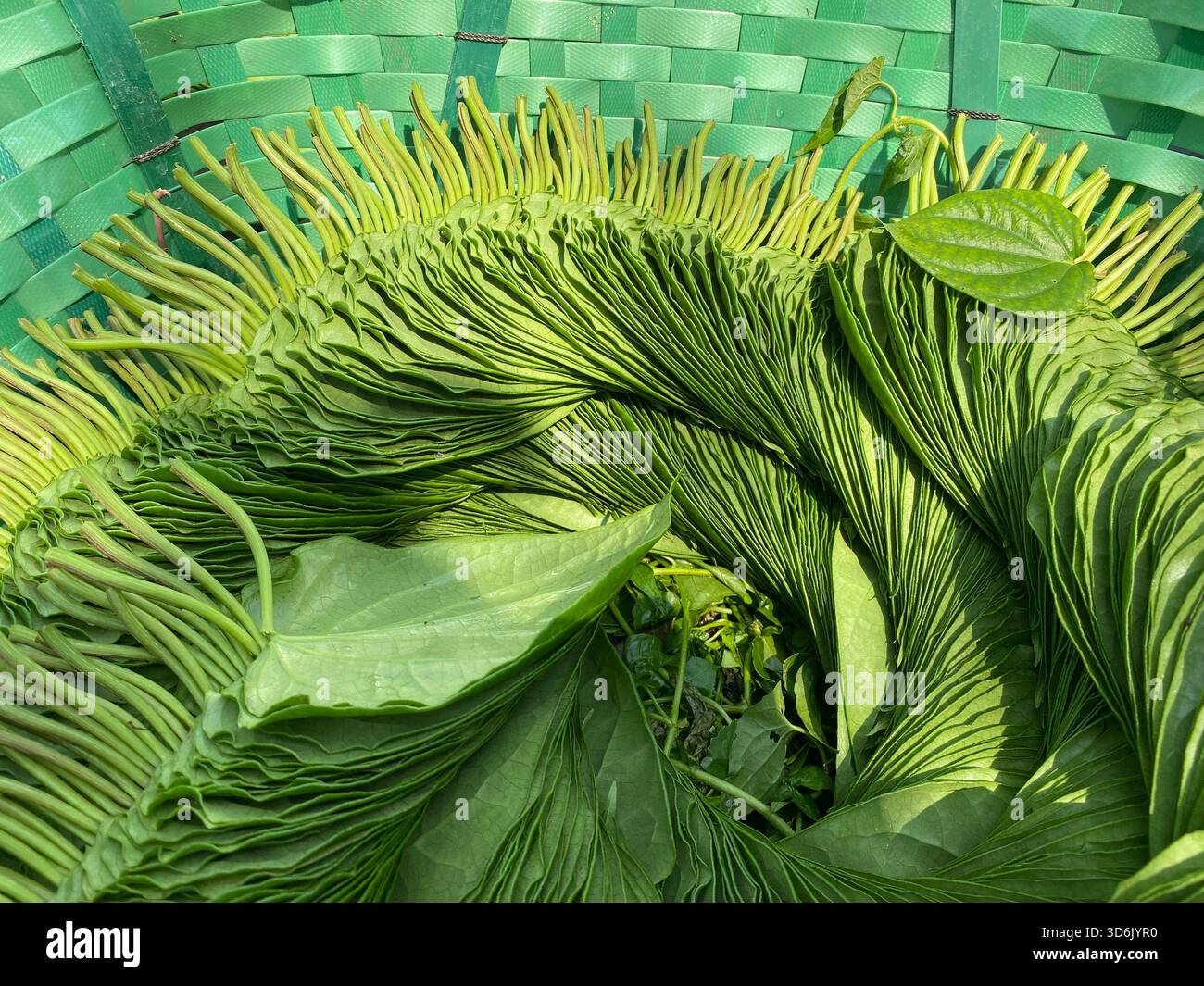 Betelblatt - aromatisches grünes Blatt der Tradition, Kultur und medizinischen Wert Stockfoto