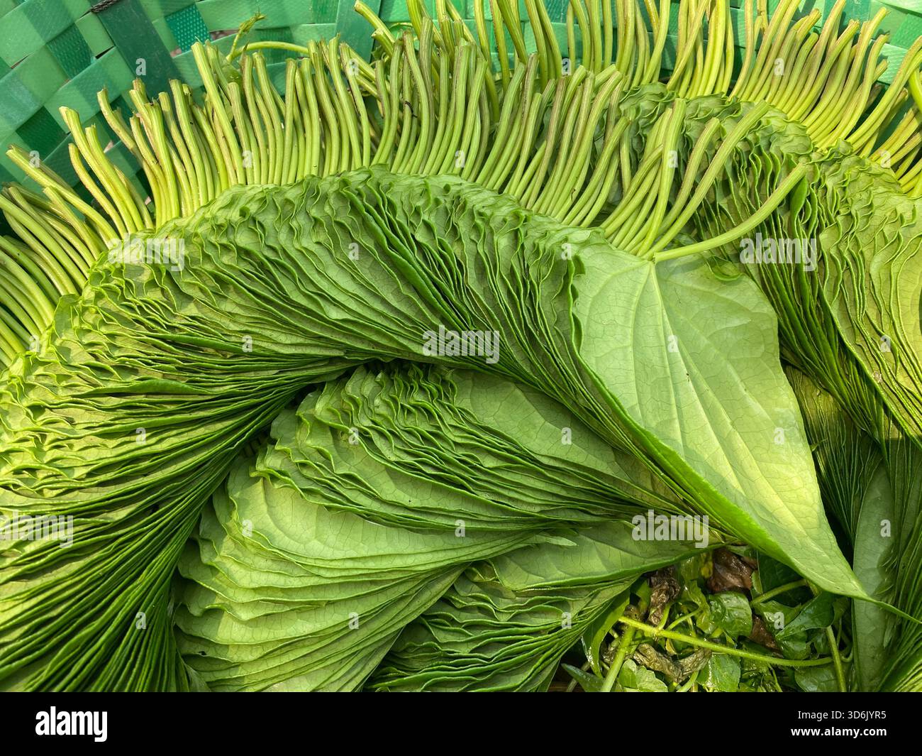 Betelblatt - aromatisches grünes Blatt der Tradition, Kultur und medizinischen Wert Stockfoto