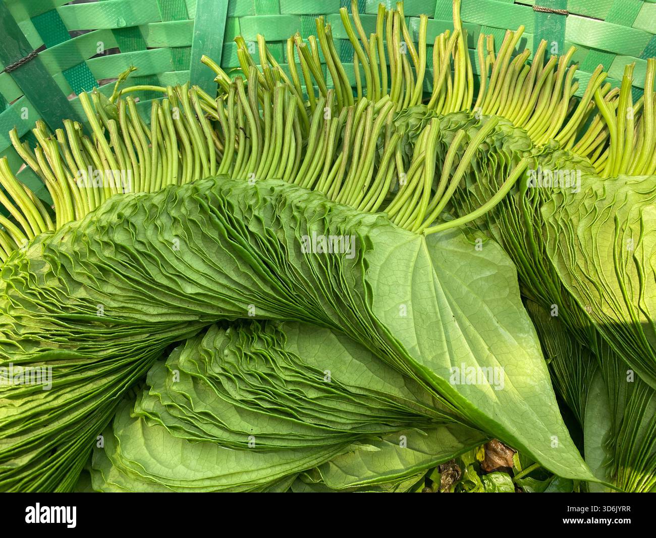 Betelblatt - aromatisches grünes Blatt der Tradition, Kultur und medizinischen Wert Stockfoto