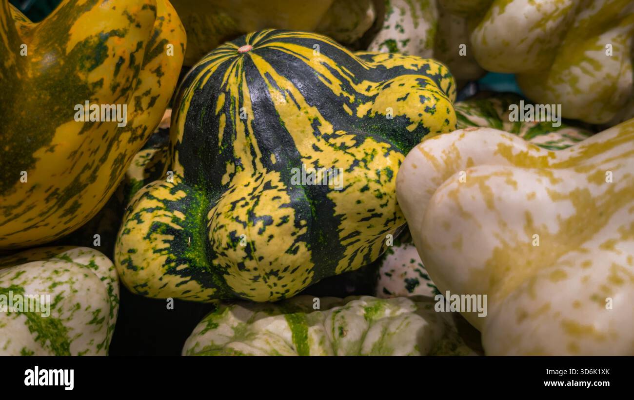 Detaillierte Ansicht der gestreiften dekorativen Kürbisse in verschiedenen Gelb-, Grün- und Cremetönen. Die natürlichen Formen und Texturen sorgen für ein intensives Herbstgefühl. Stockfoto