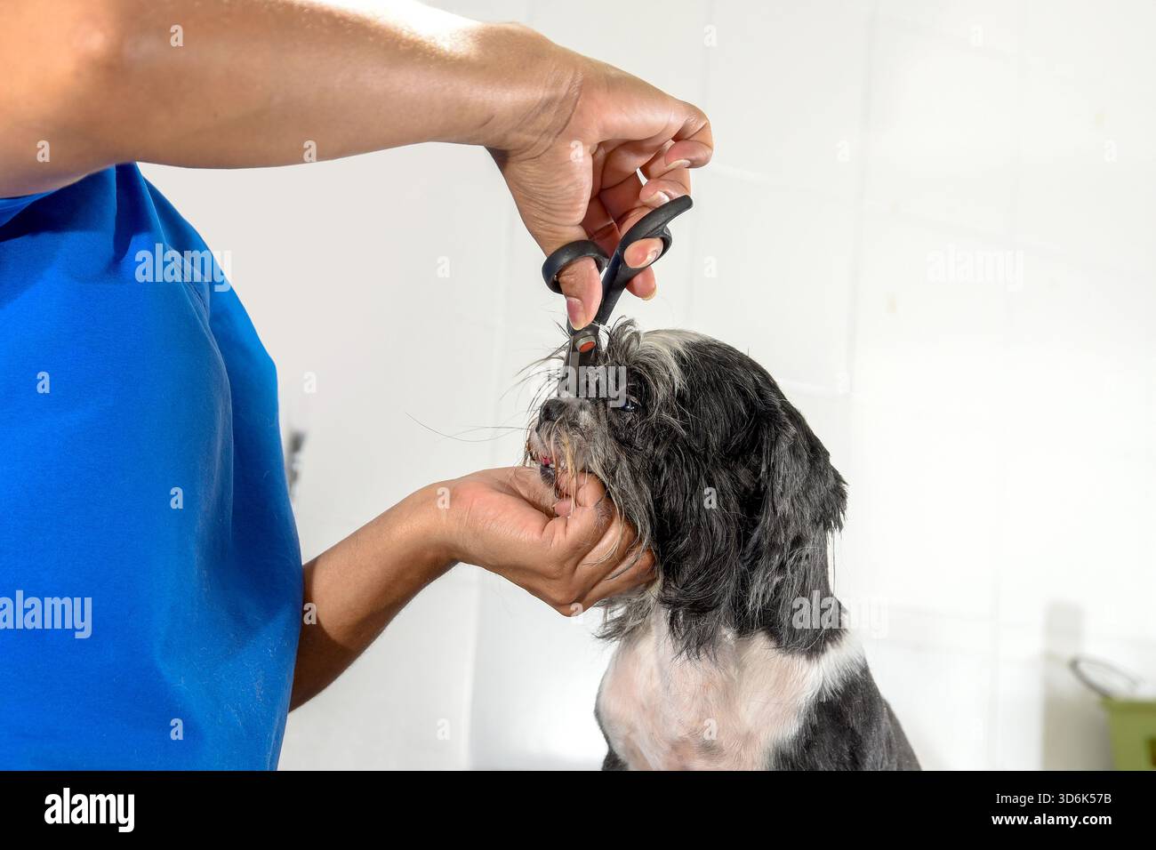 Ein professioneller Hundetroomer schneidet die Haare eines kleinen Hundes mit einer Schere. Ein Shih Tzu oder eine ähnliche Rasse wird mit Präzision gepflegt. Hundepflege. Groo Stockfoto