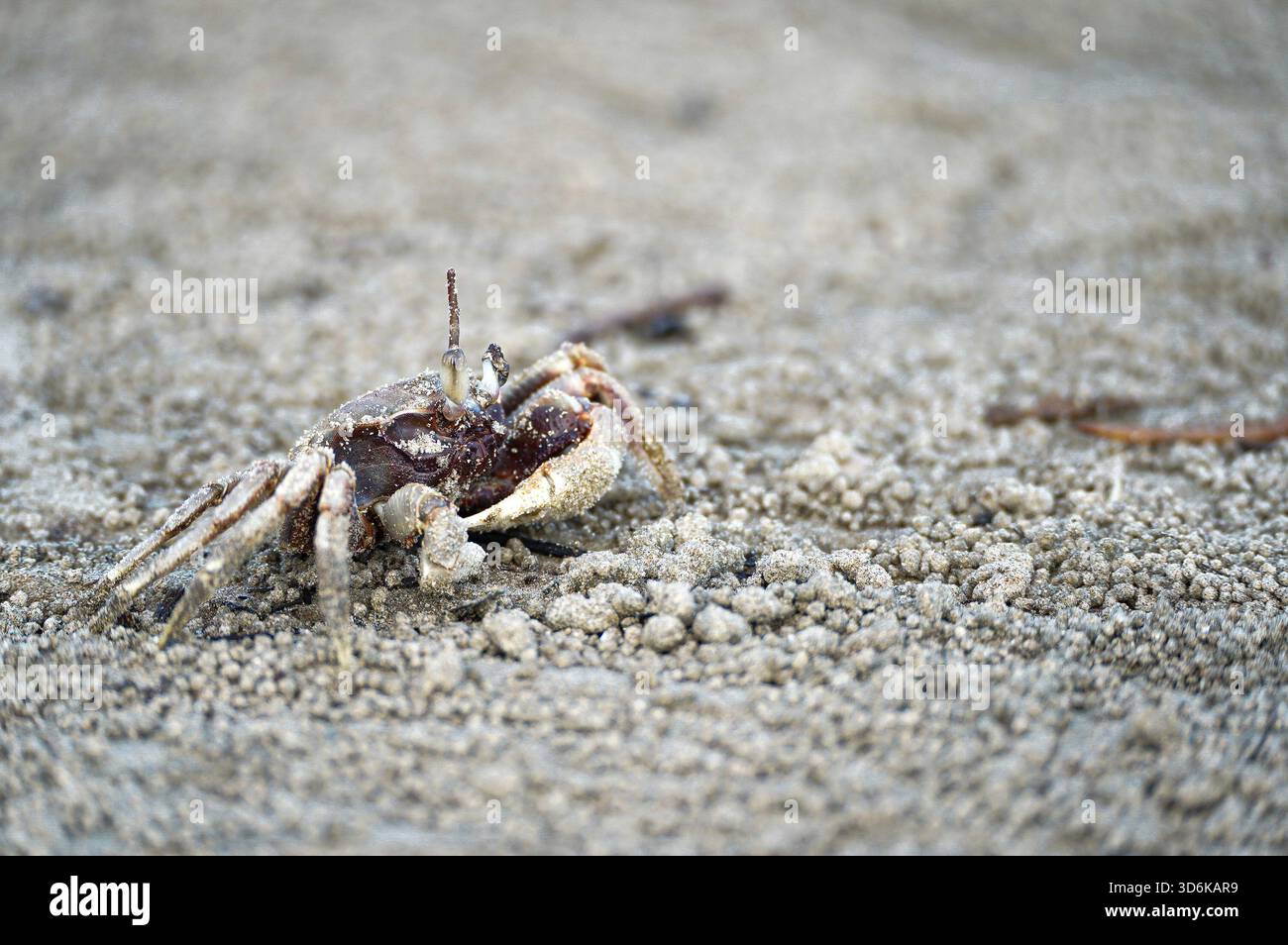 Kleine Strandkrabbe (Geisterkrabbe), die in strukturiertem Sand vergraben ist und ihre natürliche Tarnung zeigt Stockfoto