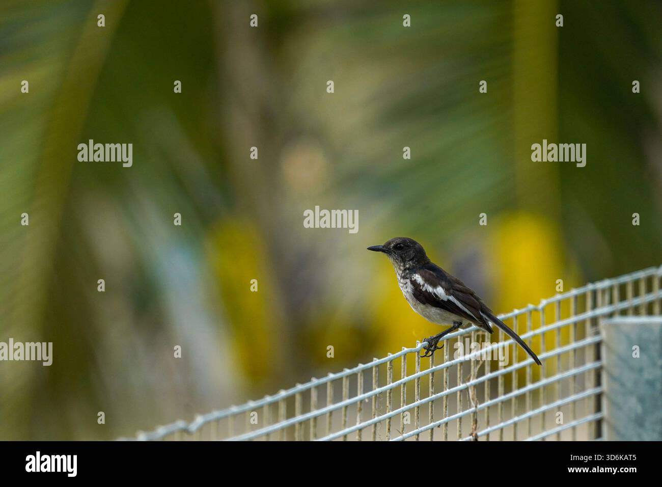 Oriental Magpie-Robin (Murai Kampung) auf einem Drahtzaun. Stockfoto