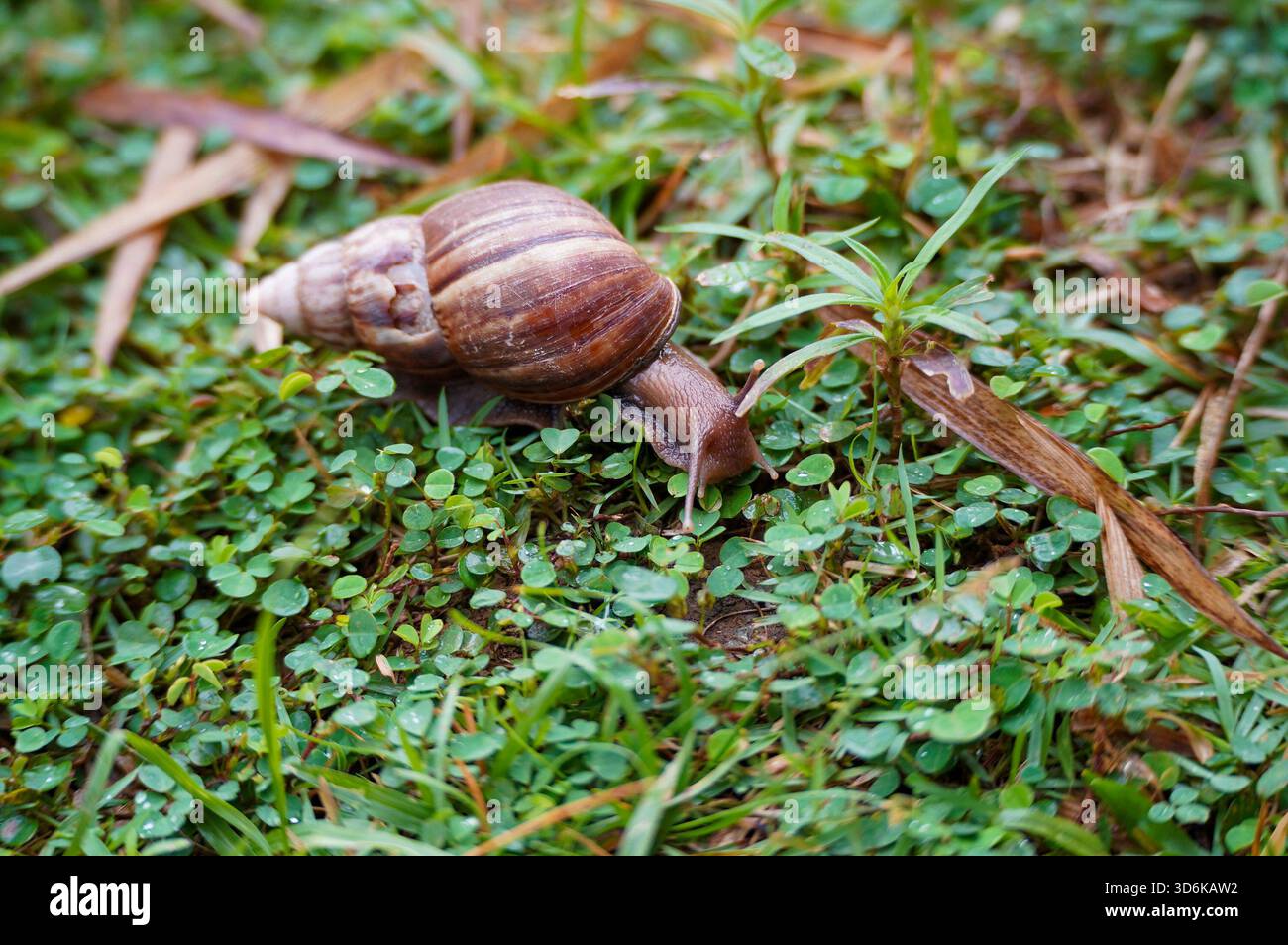 Die Gartenschnecke gleitet langsam über üppige Vegetation. Stockfoto