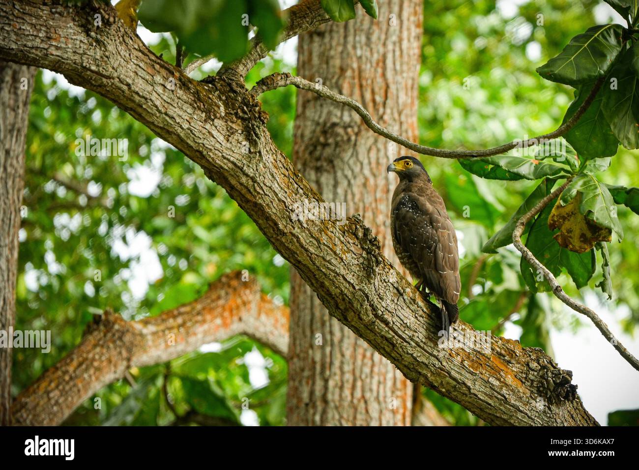 Ein Schlangenadler sitzt auf einem dicken Baumzweig und beobachtet die üppig grüne Waldlandschaft. Stockfoto
