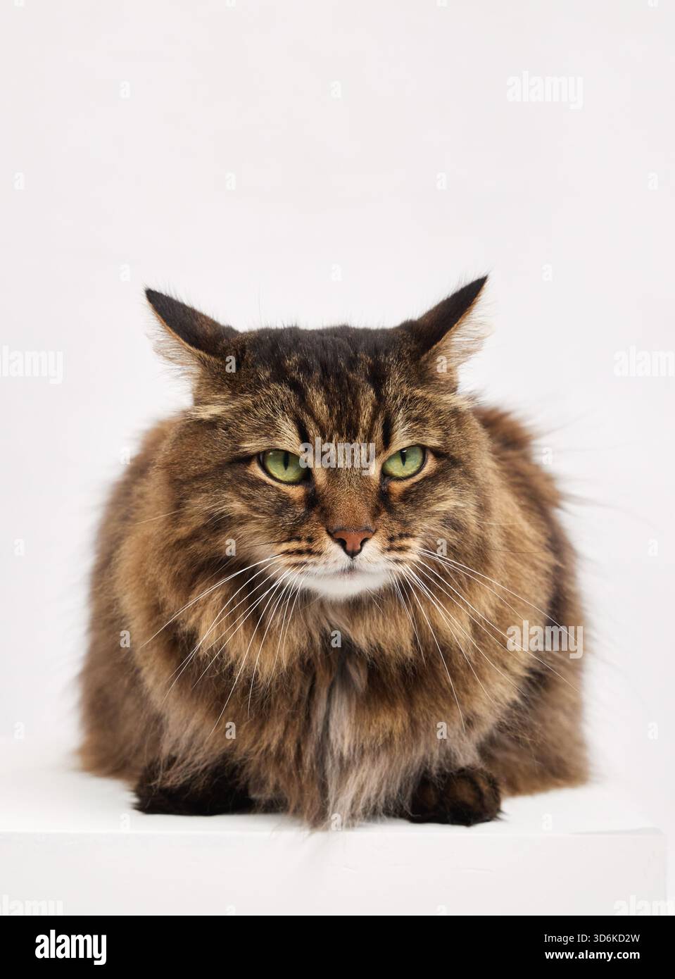 Langhaarige Tabbykatze in einer Brotposition mit den Pfoten darunter, im Studio mit weißem Hintergrund gedreht. Die entspannte Pose zeigt Ruhe und Gemütlichkeit. Stockfoto