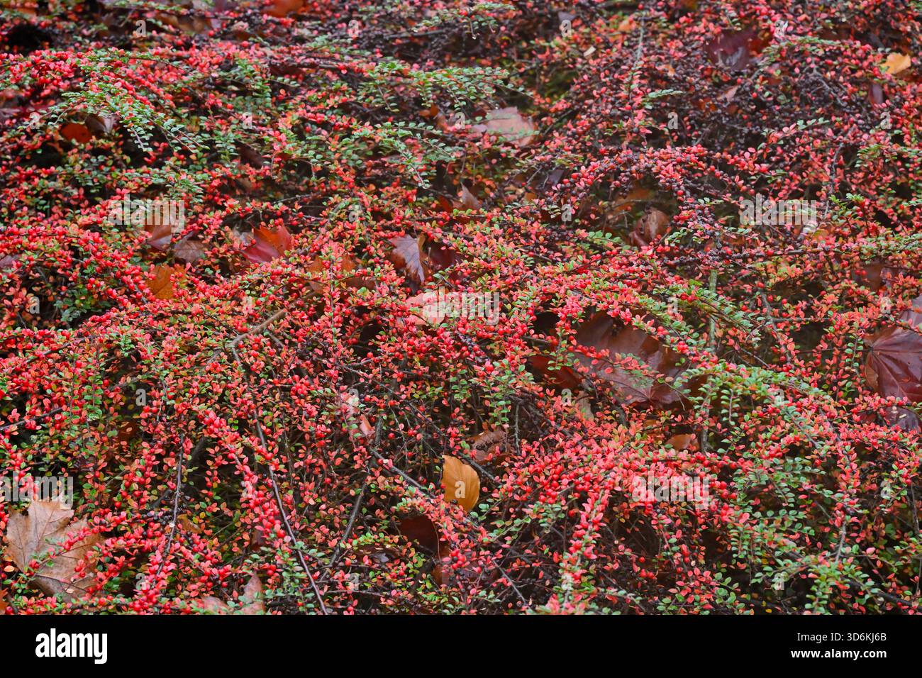 Hellrote Beeren und Herbstlaub des Cotoneaster Horizontalis UK Garden Novemberwall Stockfoto
