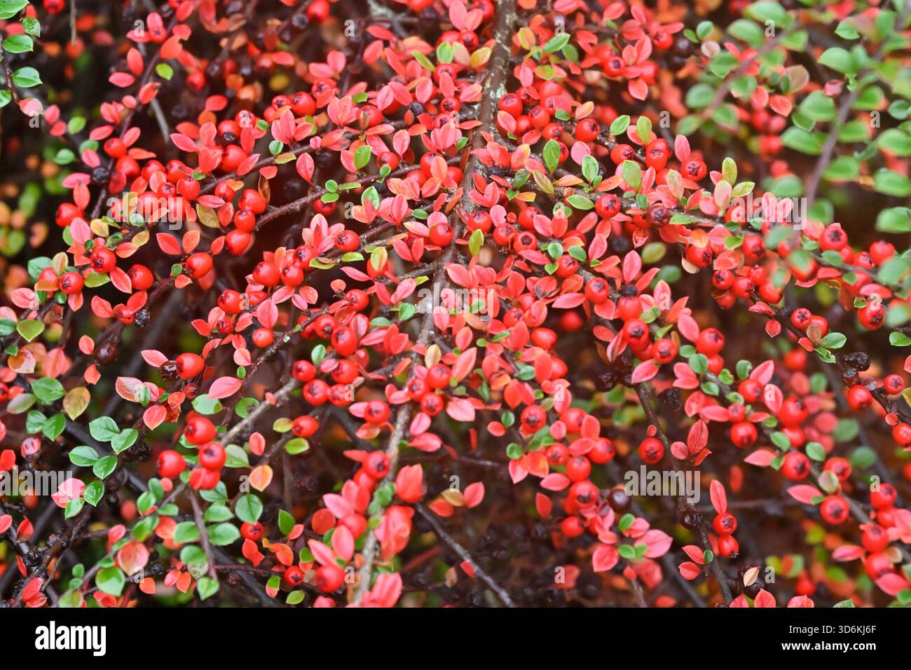 Hellrote Beeren und Herbstlaub des Cotoneaster Horizontalis UK Garden Novemberwall Stockfoto