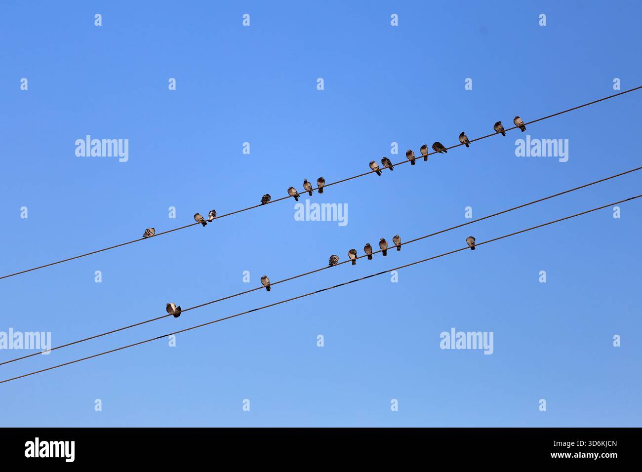 Cottbus, Brandenburg, Deutschland. November 2025. Vögel sitzen auf den Stromleitungen direkt neben dem Hauptbahnhof in Cottbus. Eine 250 Kilogramm schwere Bombe aus dem Zweiten Weltkrieg, die während der Bauarbeiten an der neuen EISWARTUNGSANLAGE entdeckt wurde, führte zu einer 300 Meter langen Sperrzone und der Evakuierung von rund 500 Einwohnern. Das Gerät, eine deutsche Luftbombe mit sowjetischer Sicherung, wird von der Sprengstoffentsorgungsbehörde entschärft. Das Gelände war bereits vor dem Bau auf Kampfmittel überprüft worden, wobei dort im Mai und Juni Bomben freigesetzt wurden, da der Bahnhof Cottbus während der Zeit schwer bombardiert wurde Stockfoto