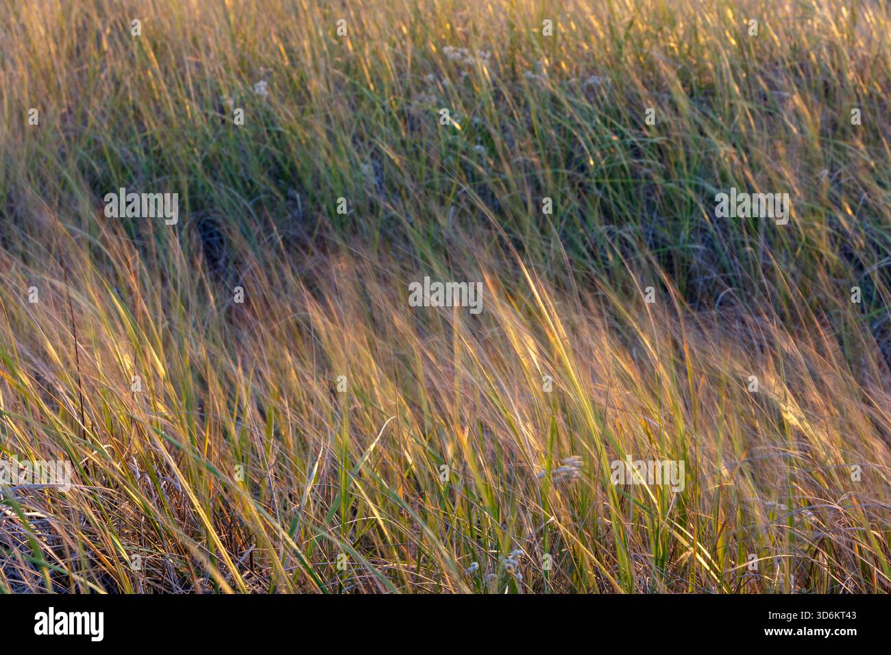 Seegrasfeld, das im Wind weht, Nahaufnahme Stockfoto
