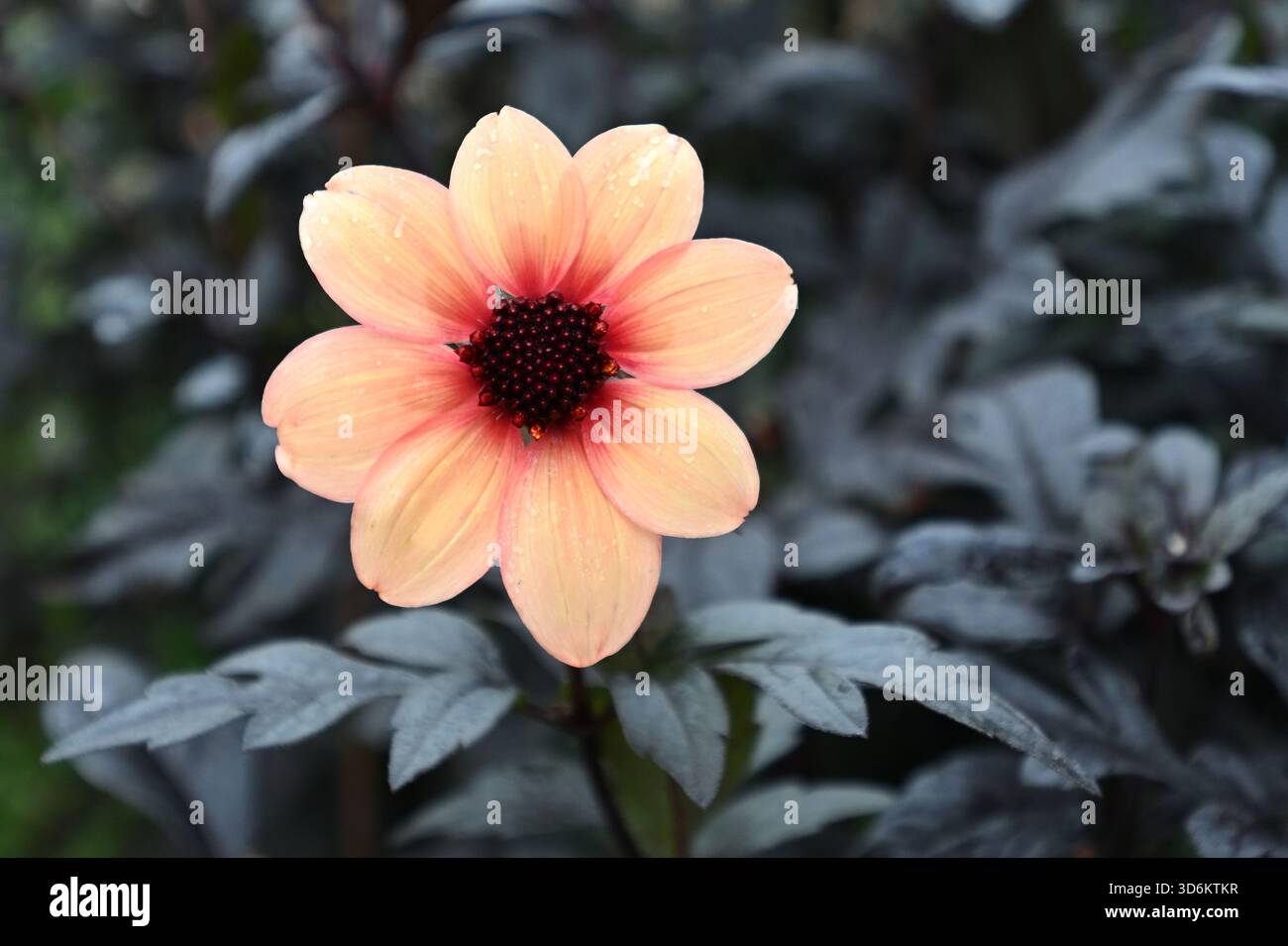 Aprikose einzelne Herbstblume und lila Laub von Dahlia Hadrian's Sunset UK Garden November Stockfoto