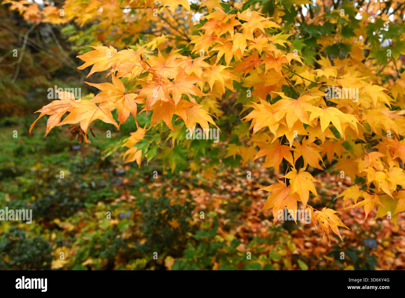 Üppiges goldenes Herbstlaub aus japanischem Ahorn, Acer Palmatum „Hōgyoku“ UK Garden im November Stockfoto