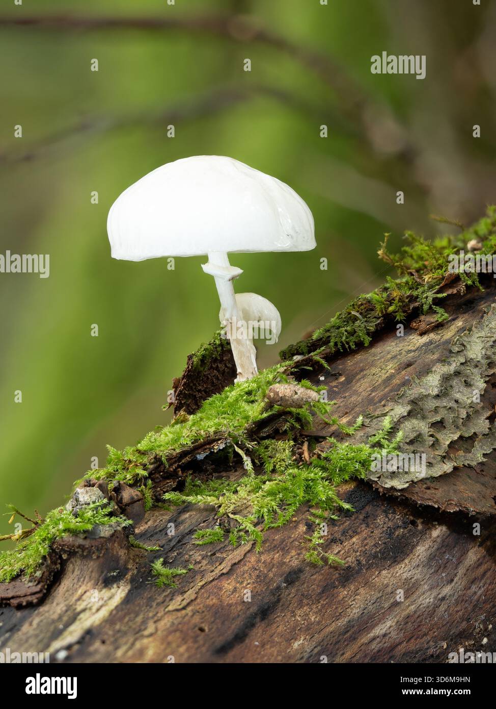 Porzellanpilz auf Moosbaum - Makronaht eines lichtdurchlässigen weißen Pilzes in einem Mooswald Stockfoto