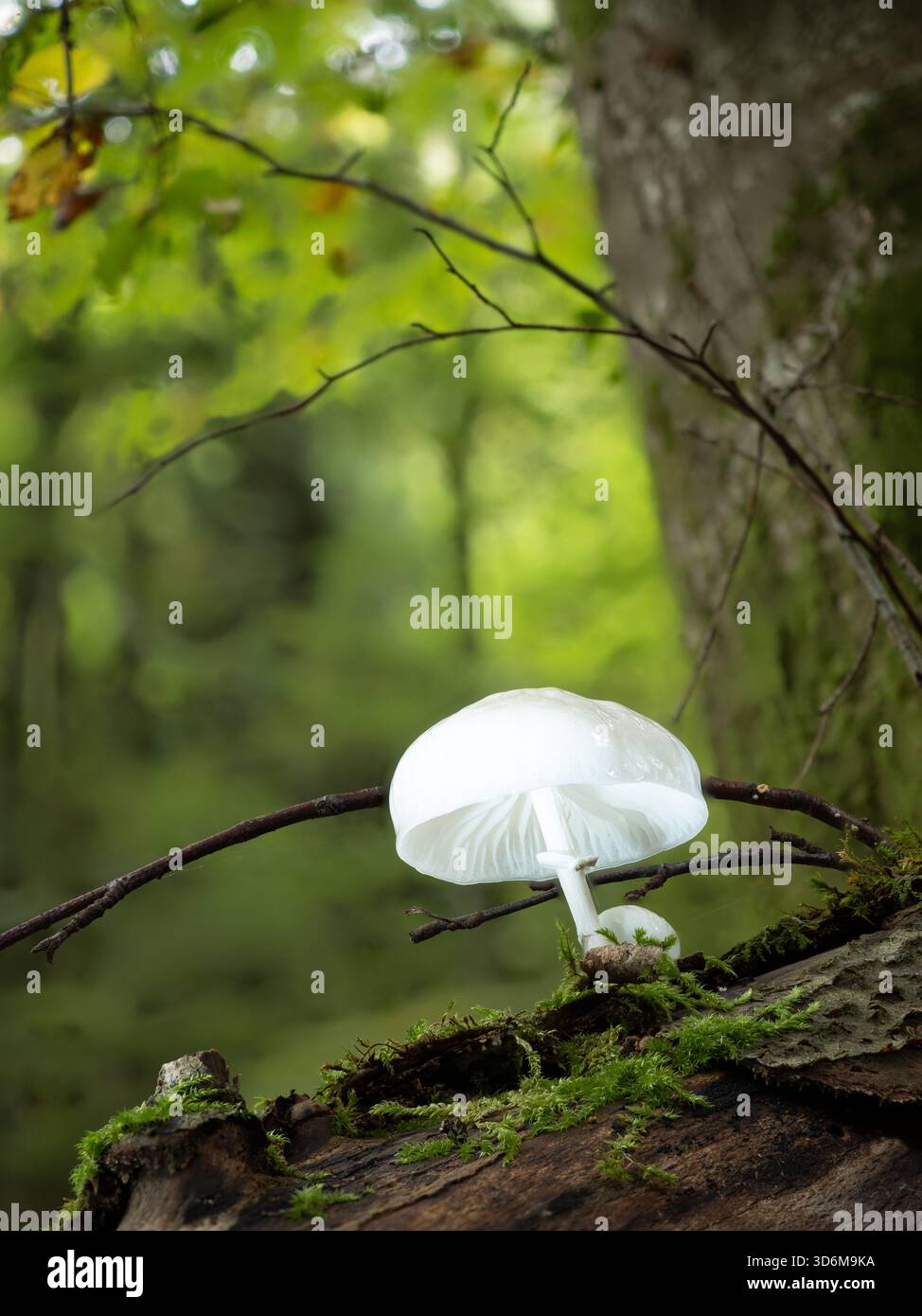 Porzellanpilz auf einem moosigen Baumstamm - lichtdurchlässiger weißer Pilz in einem üppig grünen Wald Stockfoto