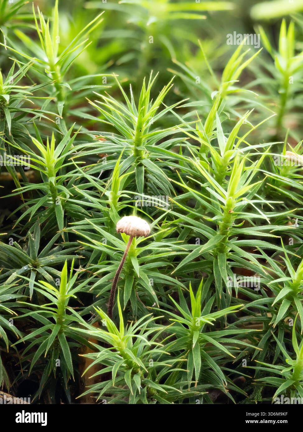 Winziger Pilz, der aus leuchtendem grünem Moos aufsteigt - Makroaufnahme des Waldbodens Stockfoto