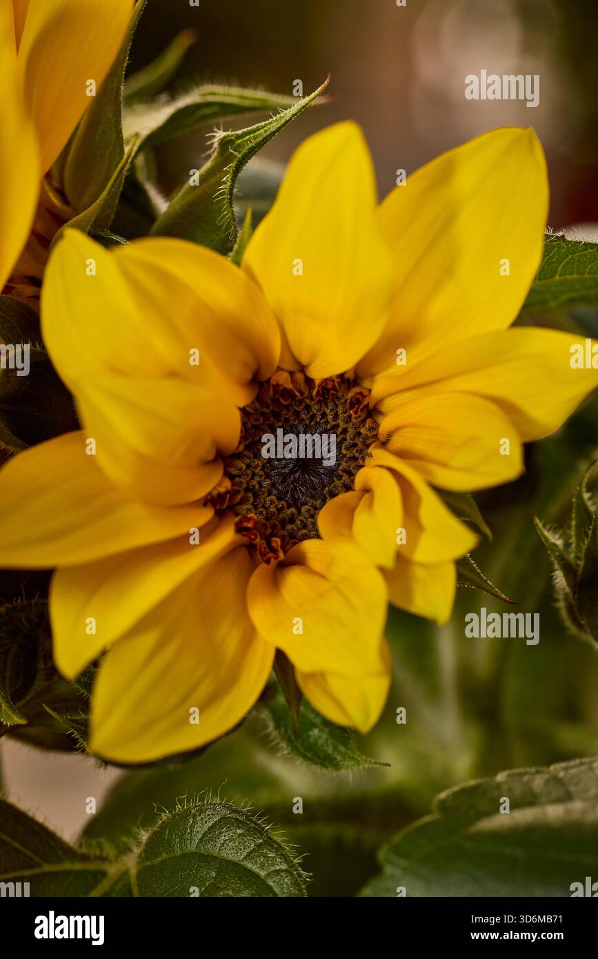 Sonnenblumen blühen aus nächster Nähe mit leuchtenden gelben Blütenblättern und grünem Laub Stockfoto