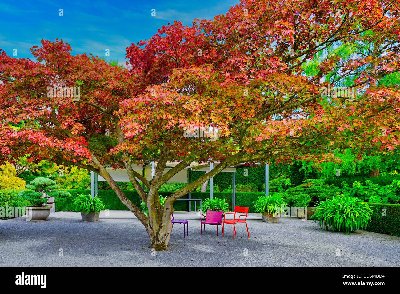 Japanischer Ahorn (Acer palmatum) im Enea Tree Museum, Rapperswil-Jona, Schweiz Stockfoto