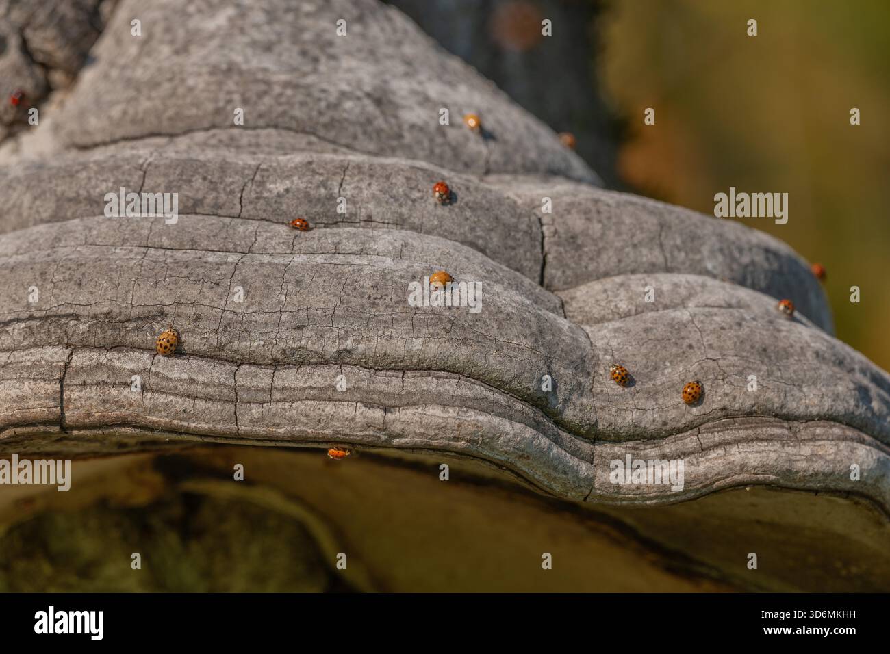 Pilze wachsen auf Rinde von alten Bäumen im grünen Wald. Die Sonne scheint durch die Blätter und schafft eine friedliche Atmosphäre. Invasion asiatischer Marienkäfer. Bas Rhin, Elsass, Frankreich, Europa. Stockfoto