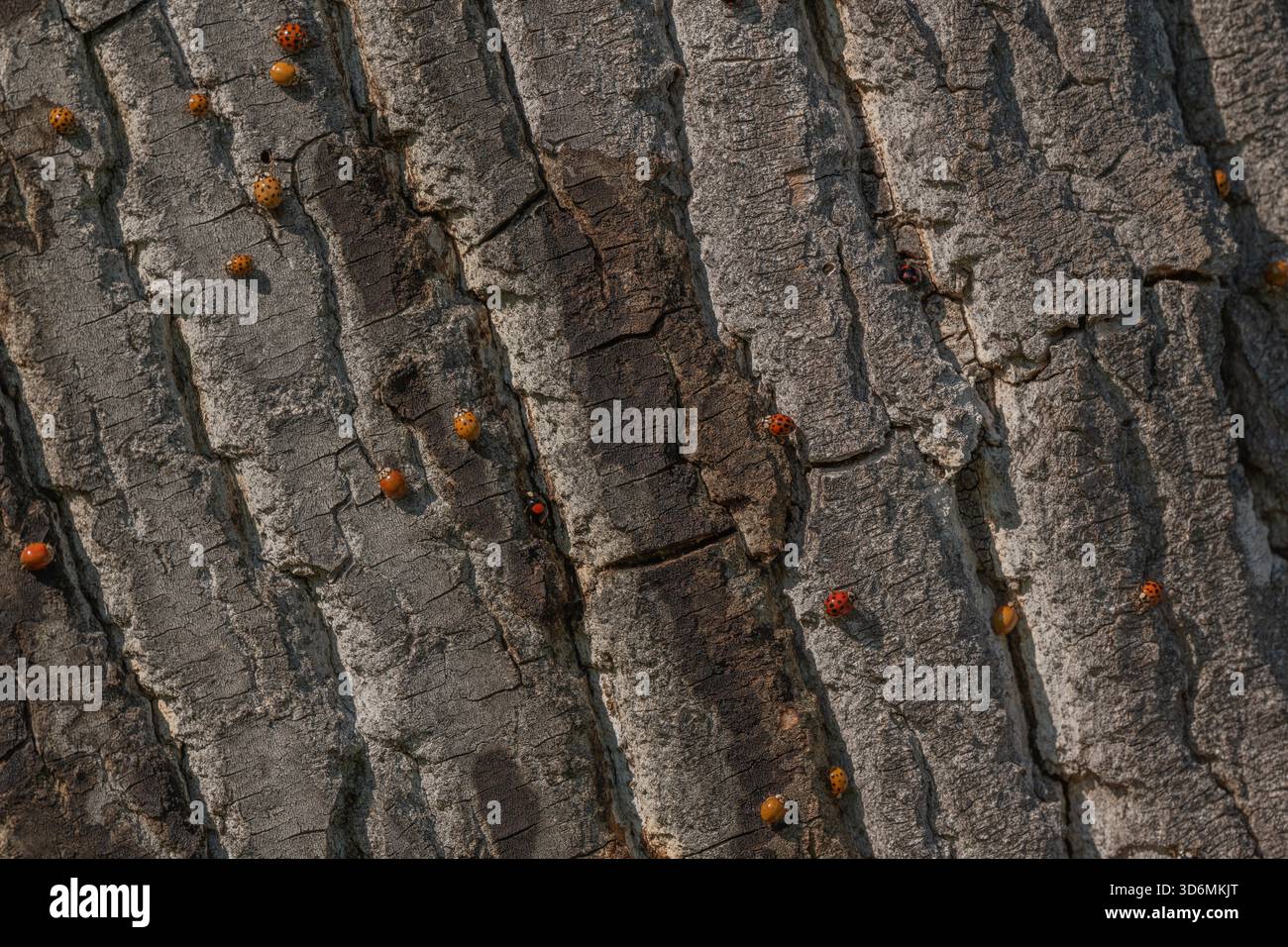 Eine große Anzahl orangener Insekten ist auf rauer Baumrinde verstreut. Sonnenlicht beleuchtet ihre Anwesenheit in der Natur. Die Lage ist friedlich. Invasion asiatischer Marienkäfer. Bas Rhin, Elsass, Frankreich, Europa. Stockfoto