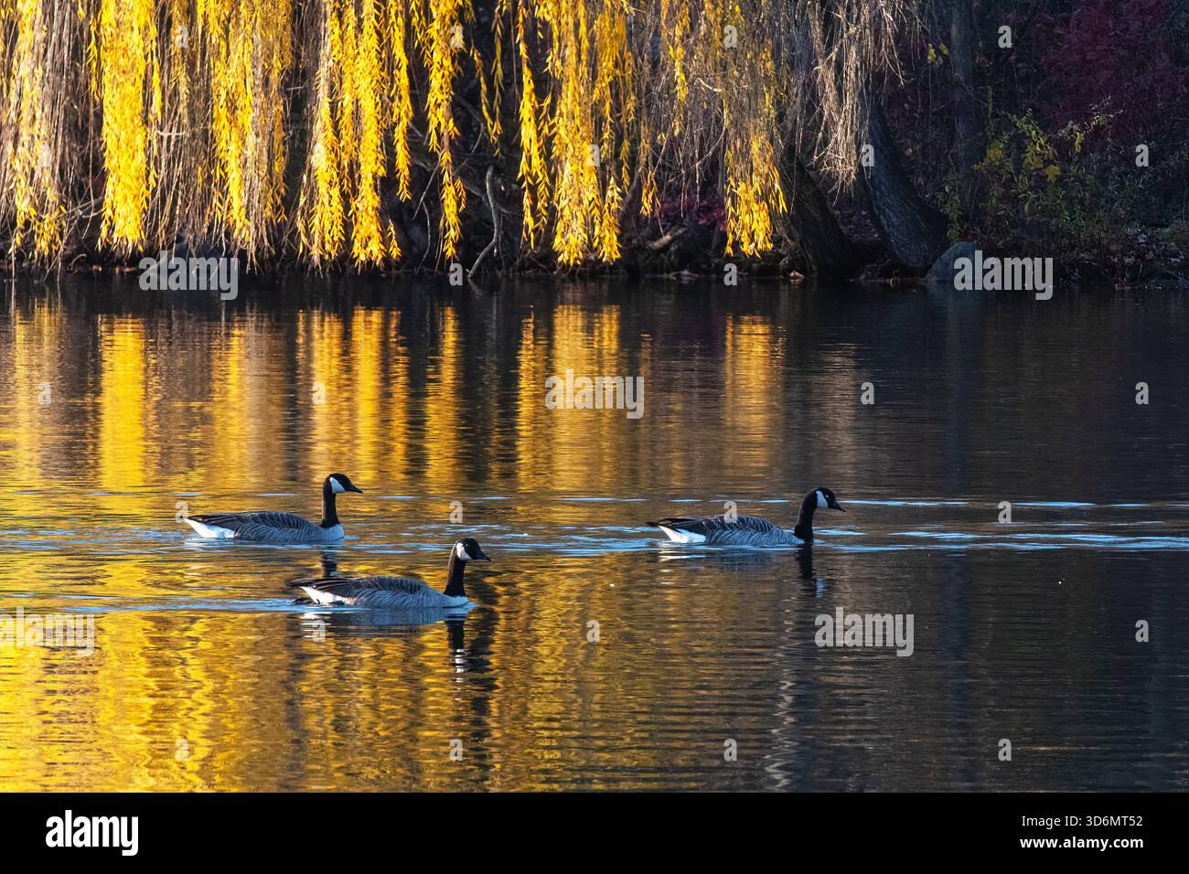Kanadiengänse schwimmen in goldenen Herbstreflektionen Stockfoto