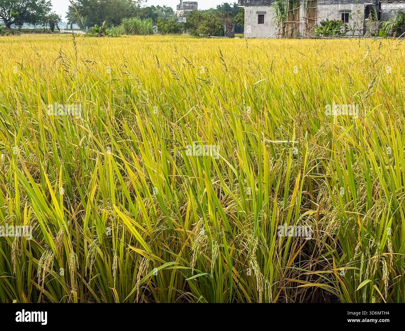 Reisfeld im Dorf Zili, Kaiping, China, mit reifenden goldgrünen Reispflanzen mit traditionellen Dorfgebäuden im Hintergrund. Stockfoto