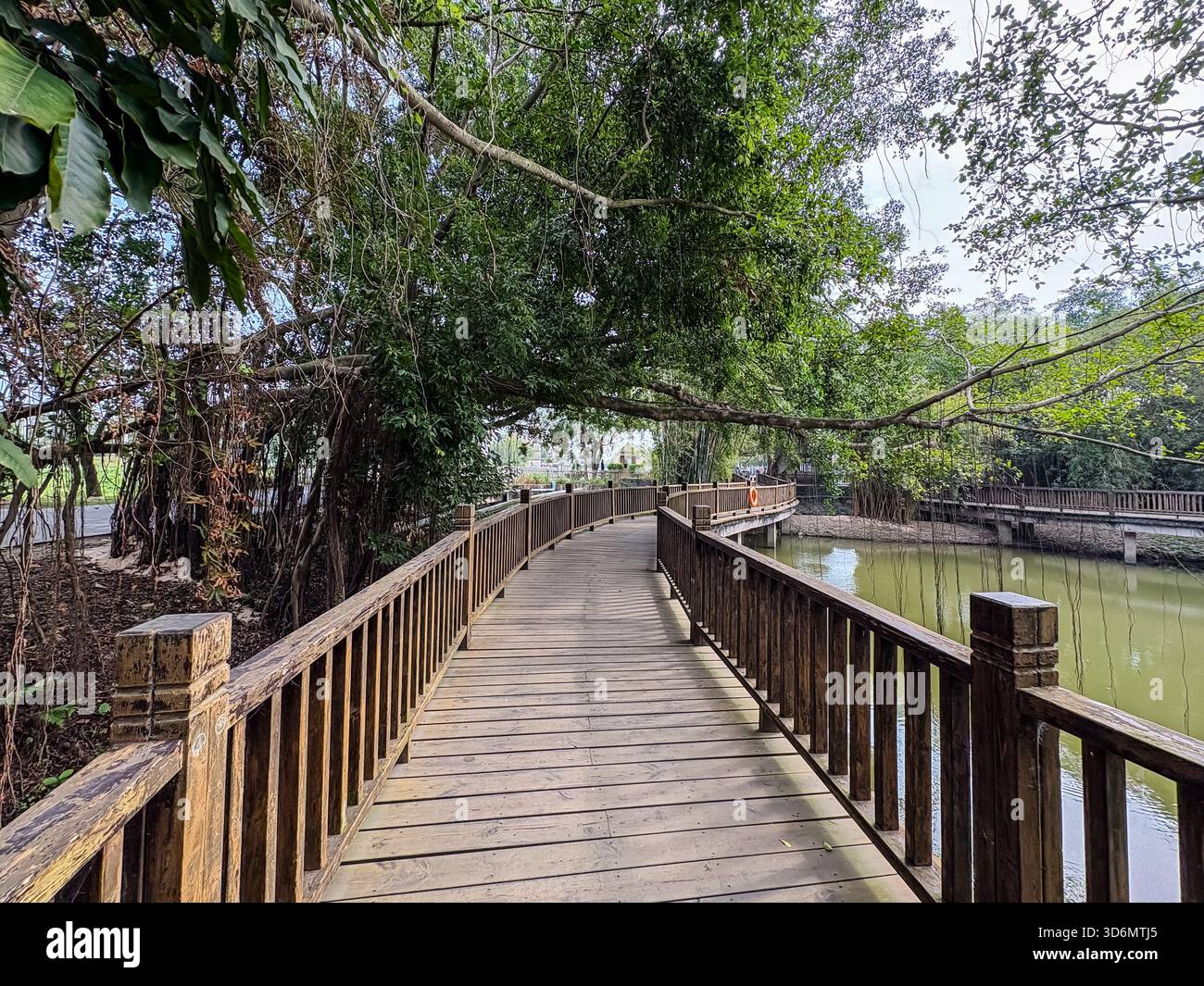 Zili Village, Kaiping, China. Hölzerne Promenade, die sich über Wasser schwingt, umgeben von üppig grünen Bäumen und Laub. Ein ruhiger natürlicher Weg zur Erkundung. Stockfoto