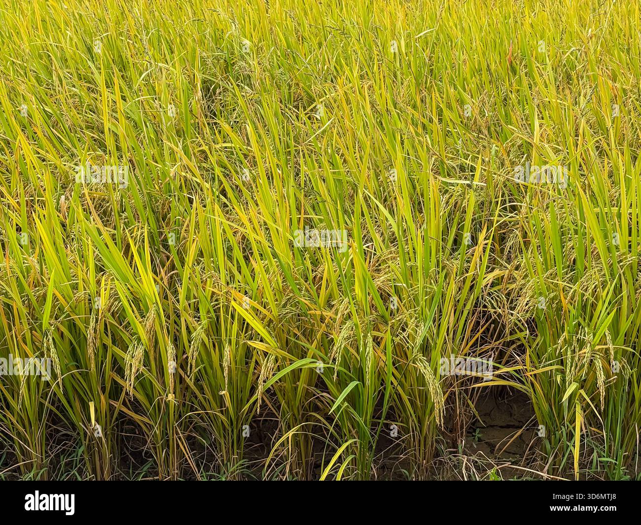 Reisfeld mit üppigen, Reifen, gelblich-grünen Pflanzen und sichtbaren Körnern, fotografiert im Dorf Zili, Kaiping, China. Stockfoto