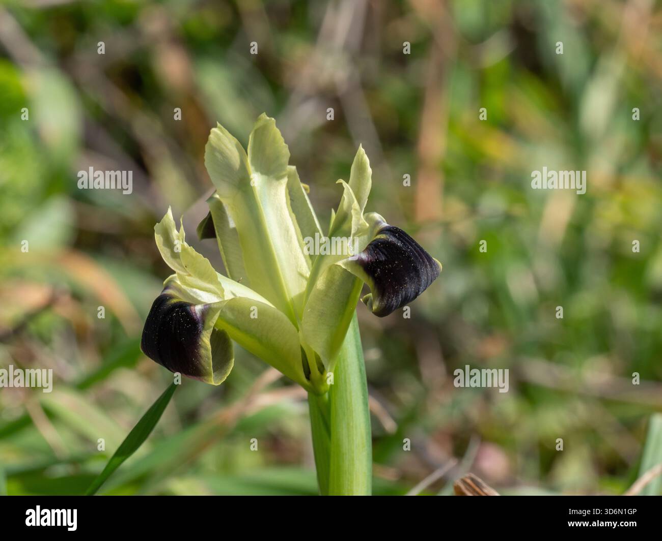 Schlangenkopf-Iris (Iris tuberosa) blüht im Februar auf der Mani-Halbinsel, Peloponnes Stockfoto