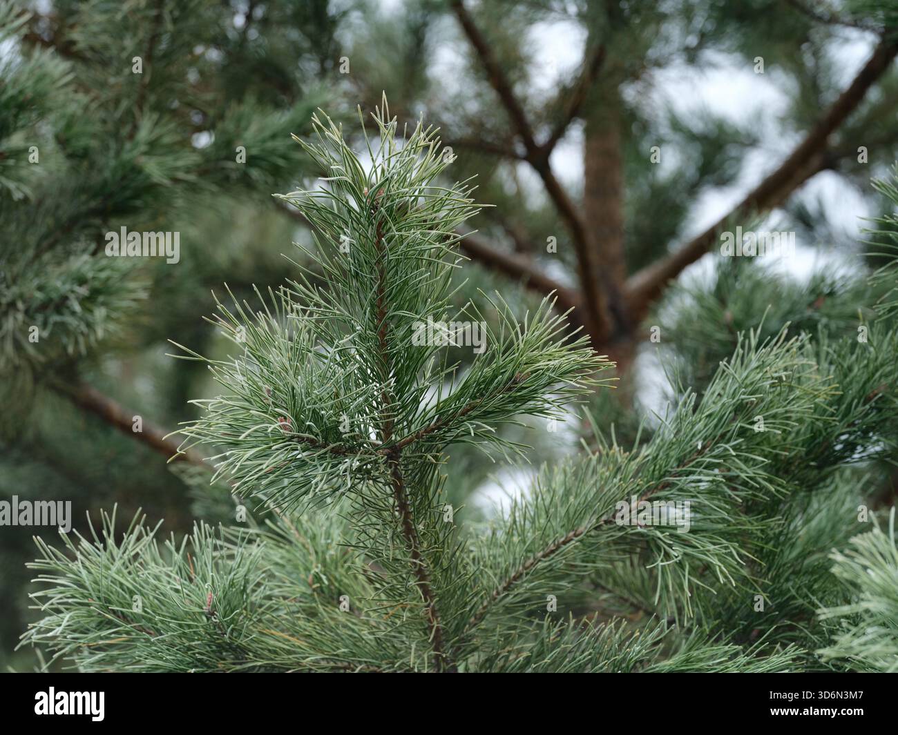 Eine Nahaufnahme von grünen Kiefernnadeln und Ästen. Stockfoto
