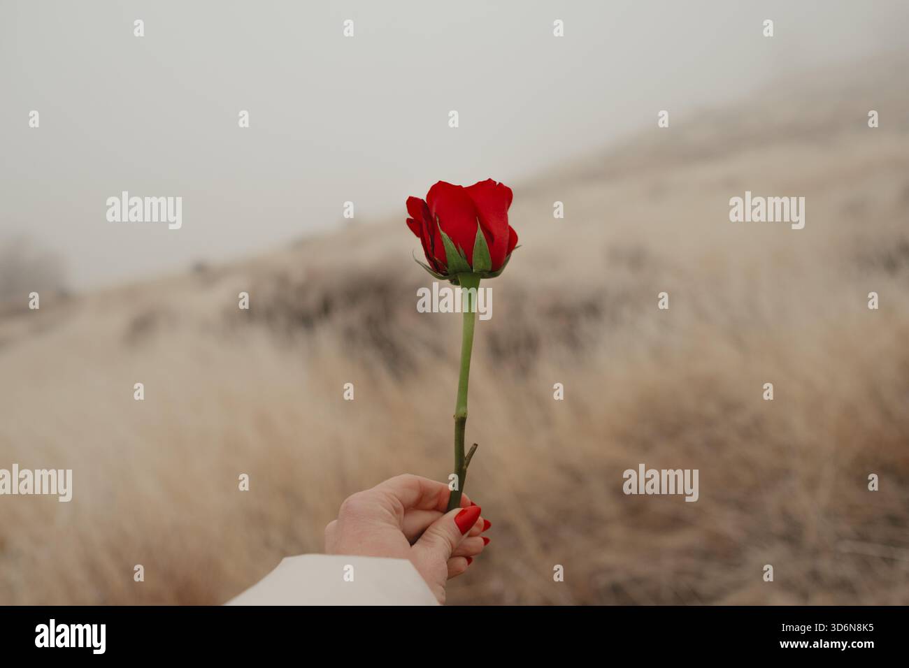 Hand hält rote Rosenknospen in nebeligen Ausläufern Stockfoto
