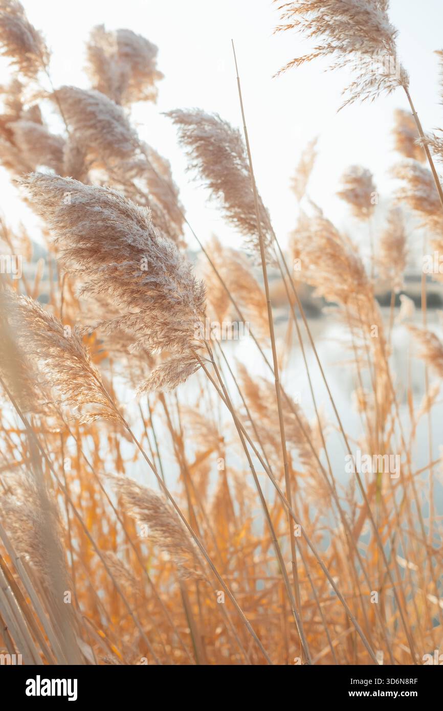 Pampas-Gräser schweben im Winterlicht am ruhigen Teich Stockfoto