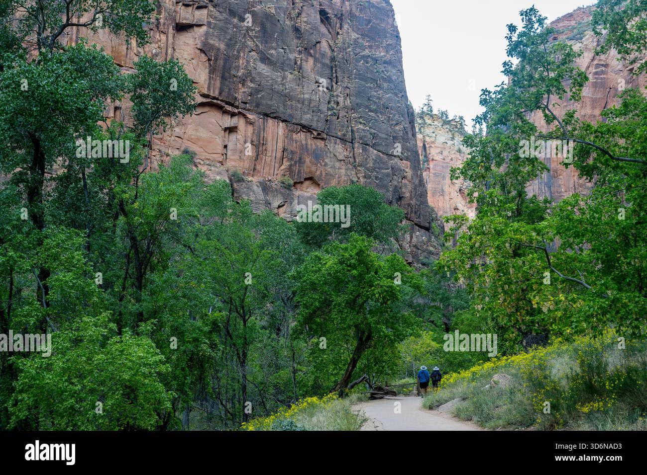 Menschen auf dem Fluss spazieren entlang des Virgin River im Zion National Park, Utah, USA. Stockfoto