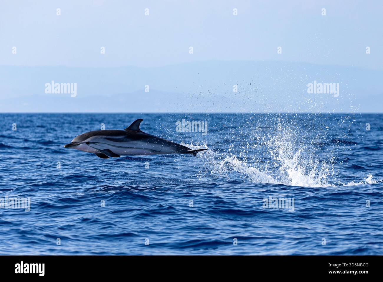 Gestreifter Delfin, der anmutig über das offene Meer springt Stockfoto