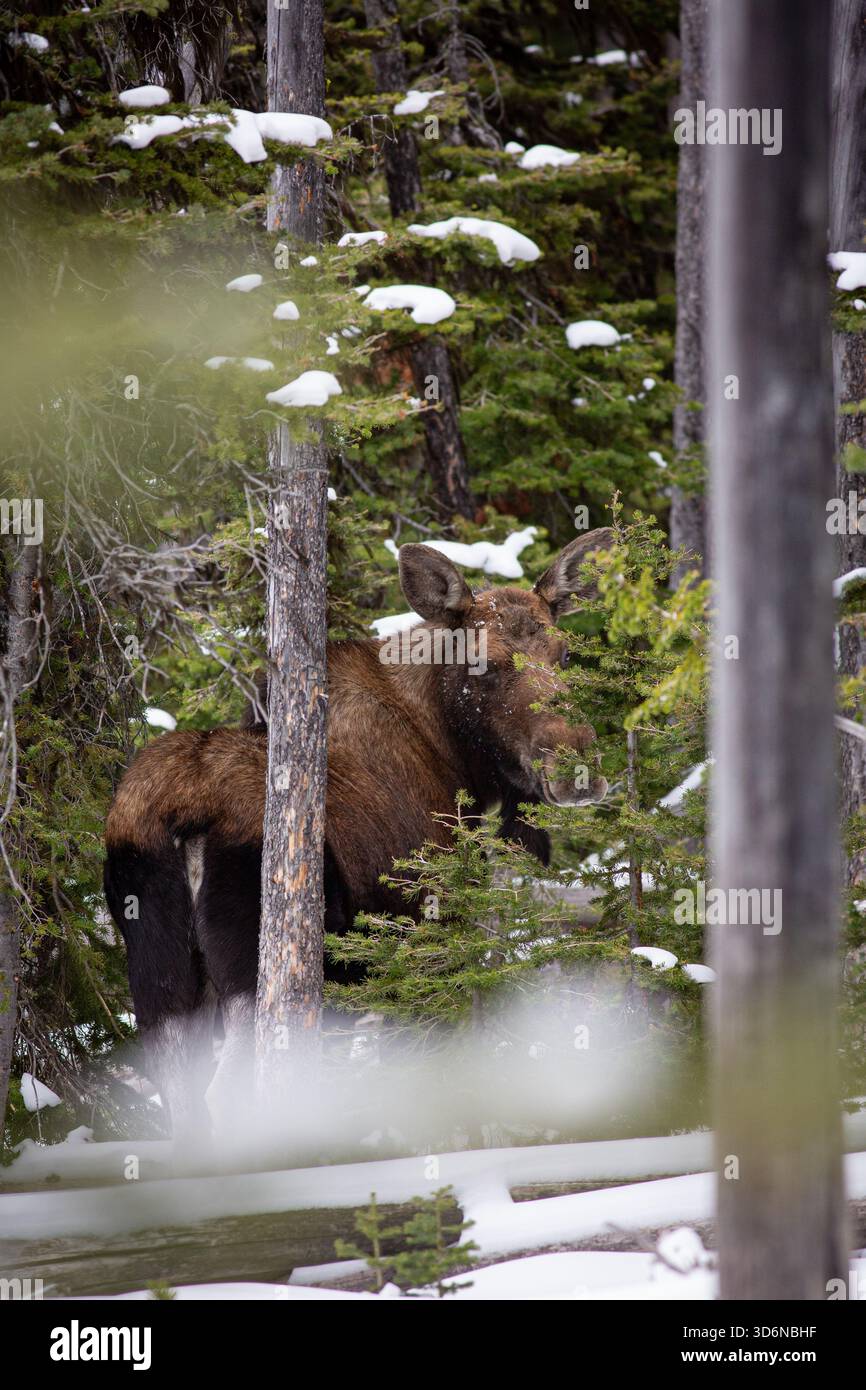 Ein Kuhelchen im dichten, verschneiten Lodgepole-Wald Stockfoto