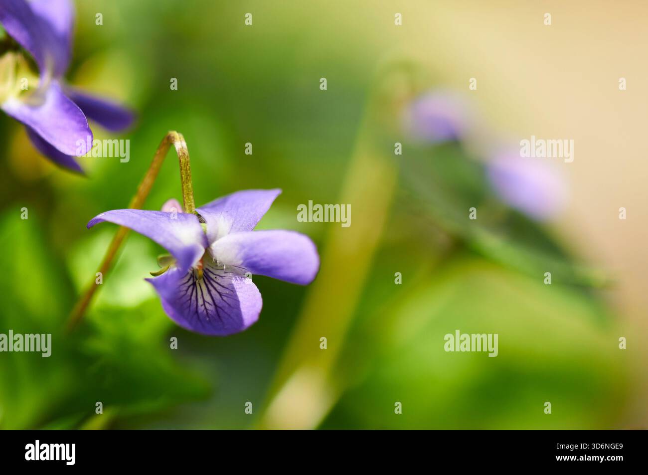 Nahaufnahme einer violetten Holzblume (Viola odorata oder Viola alba) in voller Blüte in einem mediterranen Garten mit Veilchen (Alicante, Spanien) Stockfoto
