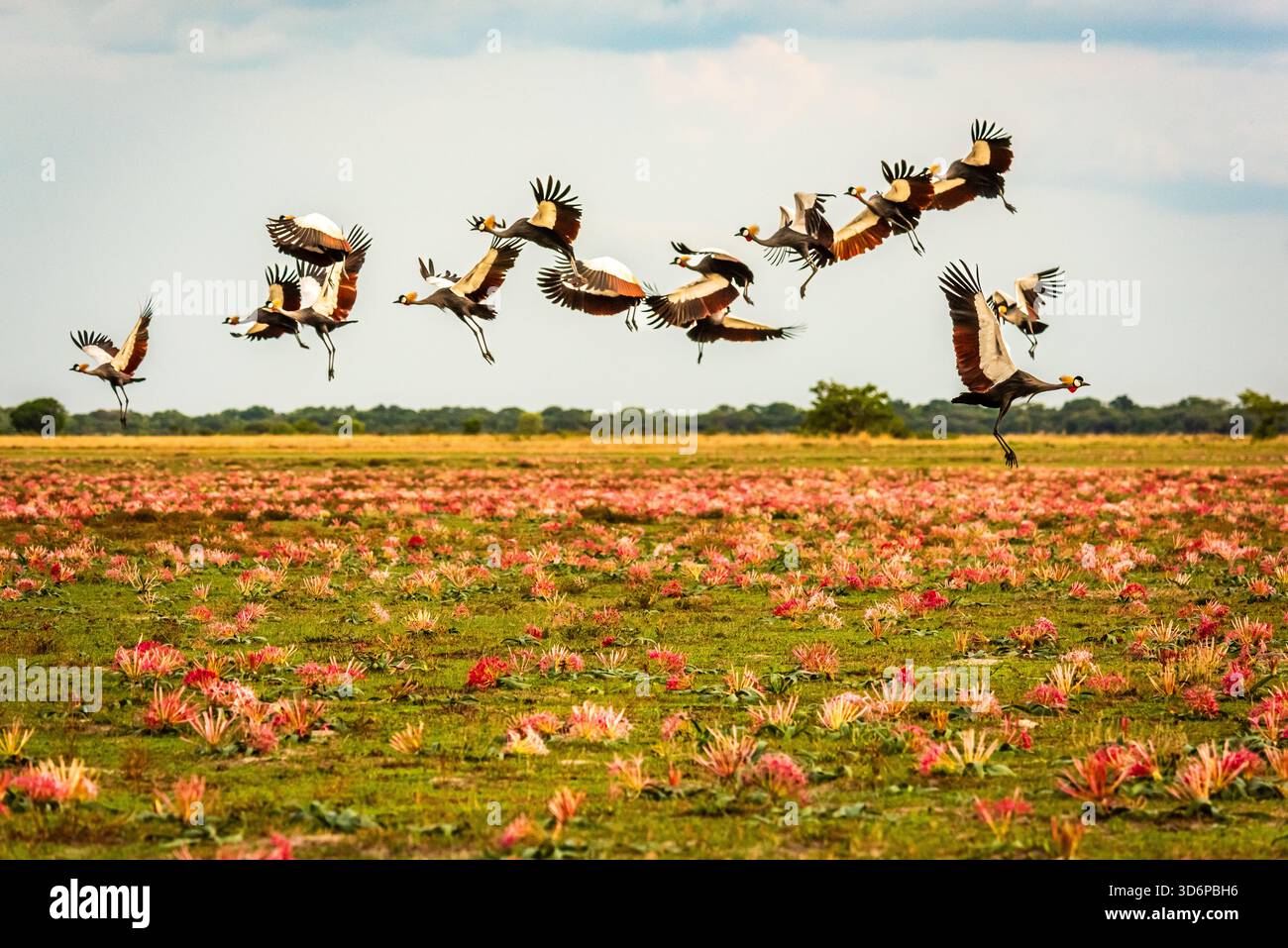 Die fotogenste Szene der Savanne war nach der Regenzeit. Wandernde Graukräne fliegen über einen Teppich aus üppigen, rosa Blumen. Stockfoto