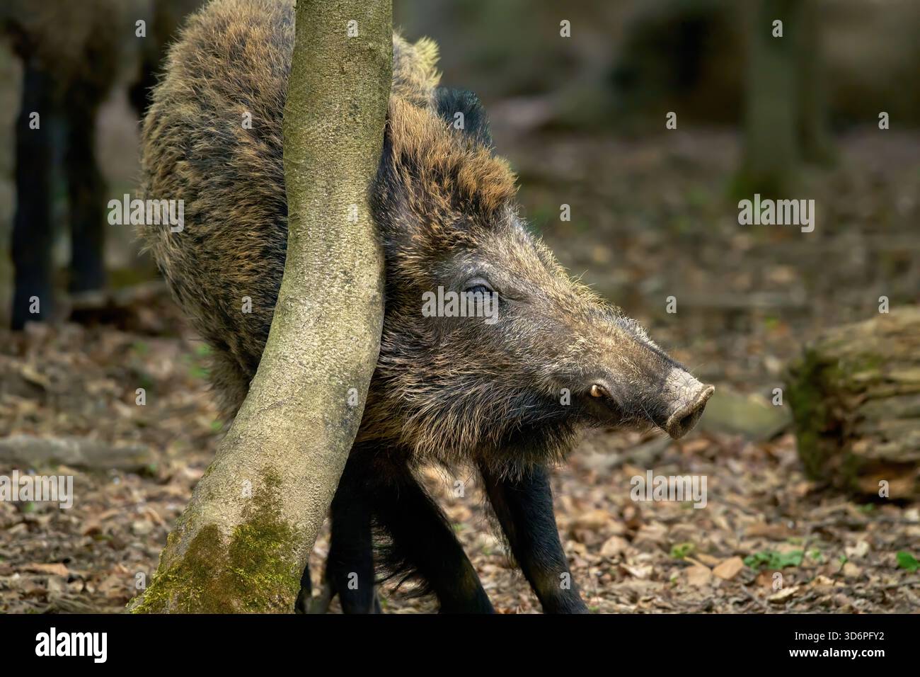 Wildschwein kratzt sich an einem Baum Stockfoto