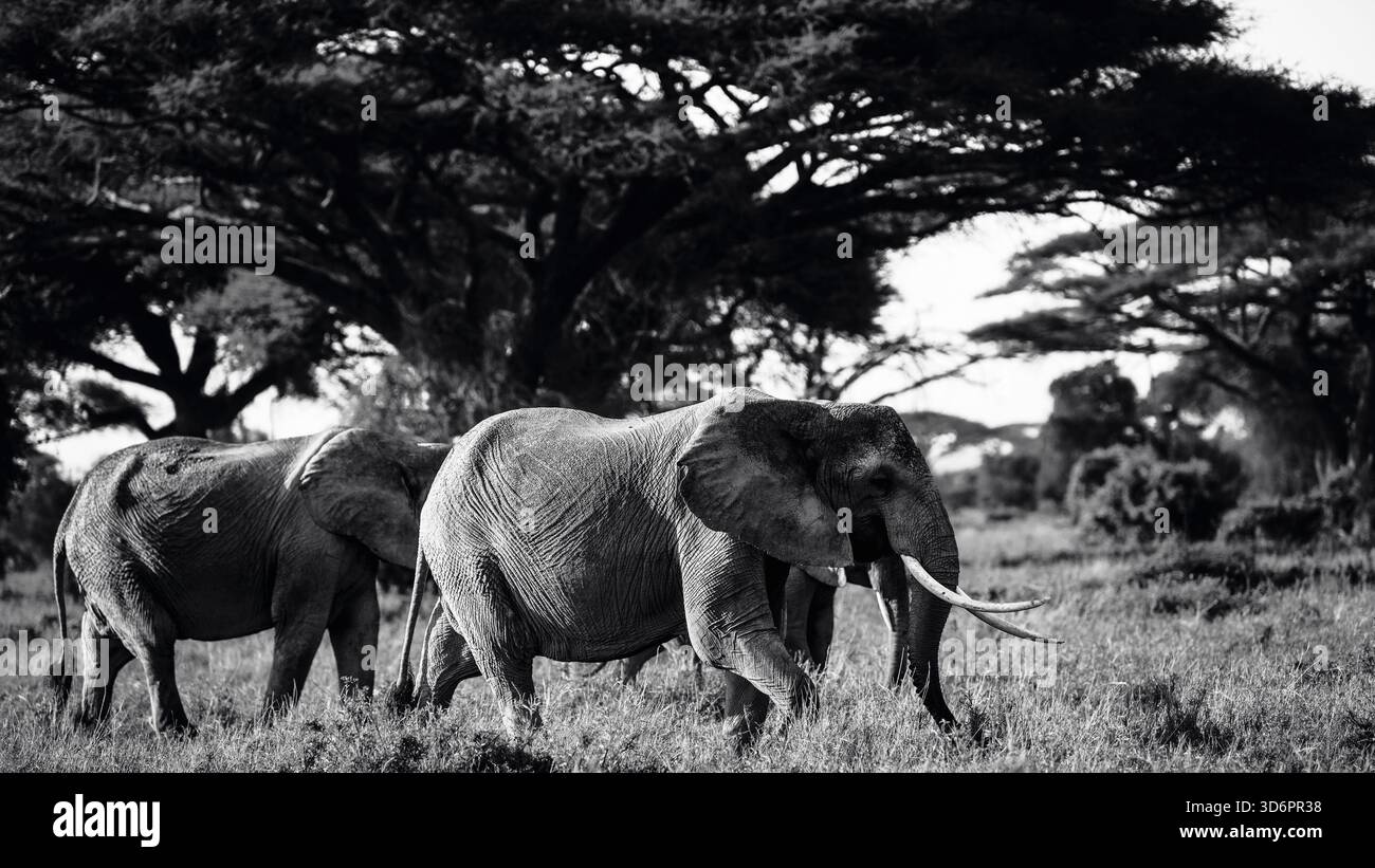 Beeindruckende Schwarzweiß-Wildtierfotografie mit afrikanischen Elefanten in Kenia. Auf Safari durch die Savannen von Amboseli und Tsavo, These Stockfoto